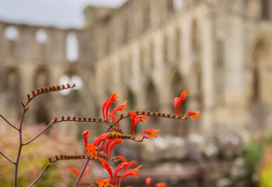 Flowers in front of English Heritage site